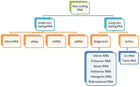 Animals | Free Full-Text | Long Non-Coding RNAs in Insects