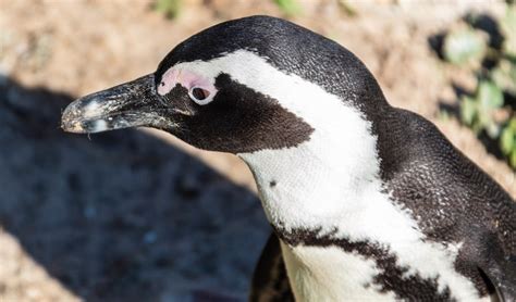 African penguin facts, distribution & population | BioDB