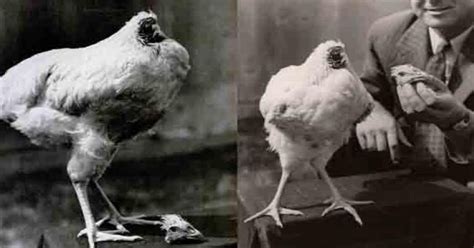 Meet Miracle Mike, A Chicken Who Lived Without A Head For 18 Months