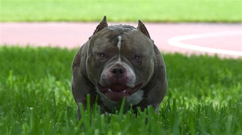 Top Extreme Build Micro/Pocket American Bully Stud – Texassizebullies – Medium Pocket Pitbull ...