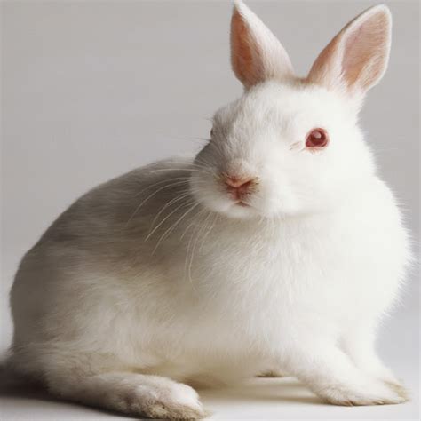 New Zealand Rabbit: Breed Characteristics, Color, Lifespan!