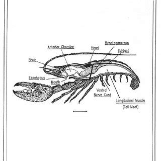 (PDF) -Tetrachlorodibenzo-p-Furan (TCDF) In Blue Crabs and American Lobsters from the New York Bight