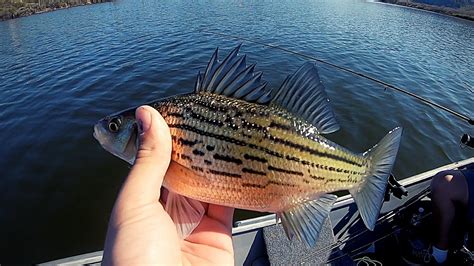 Fishing SAGUARO Lake! (Yellow Bass Fishing) - YouTube