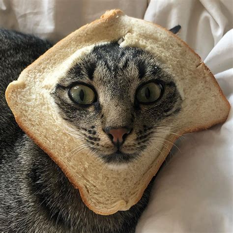 Inbread Cats: Cats In Bread