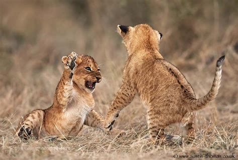 Lion cubs "Play Fighting"... by Austin Thomas / 500px