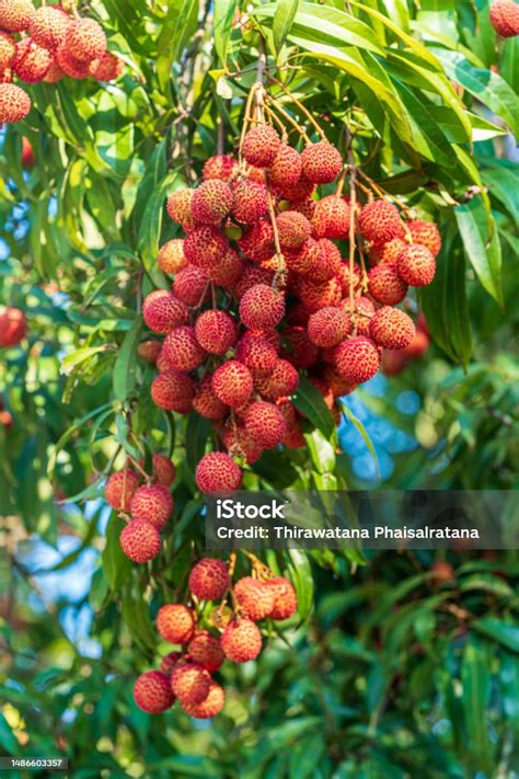 Buah Leci Segar Di Pohon Leci Di Kebun Foto Stok - Unduh Gambar ...