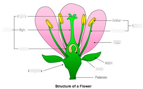 Plantae Kingdom Diagram