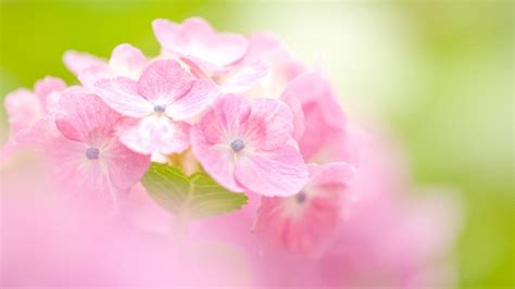 Pink Hydrangea Wallpapers - Wallpaper Cave