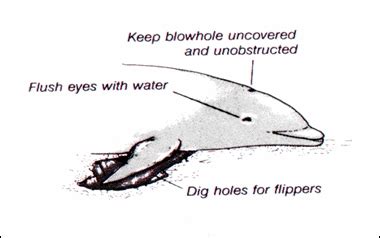 Porpoise Diagram | Marine Mammal Institute | Oregon State University