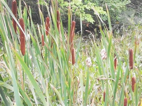 Cattails Free Stock Photo - Public Domain Pictures