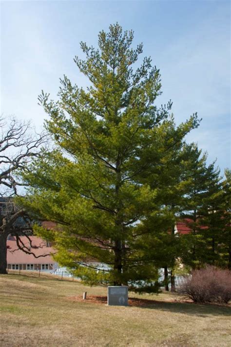 Tree of Peace – Tribal Relations – UW–Madison