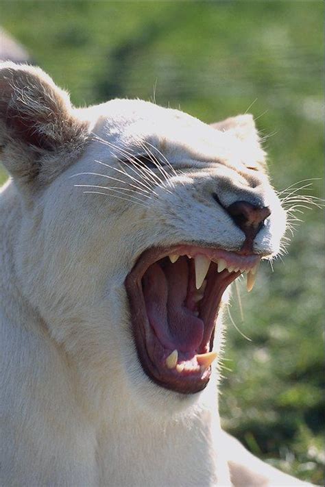 lioness roaring at lion | the best wallpaper