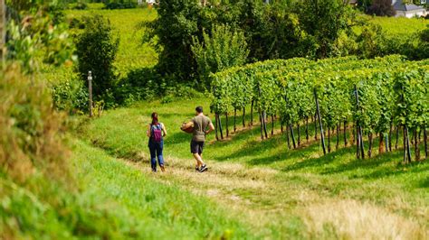 Parcours du vigneron - Rosheim | Visit Alsace