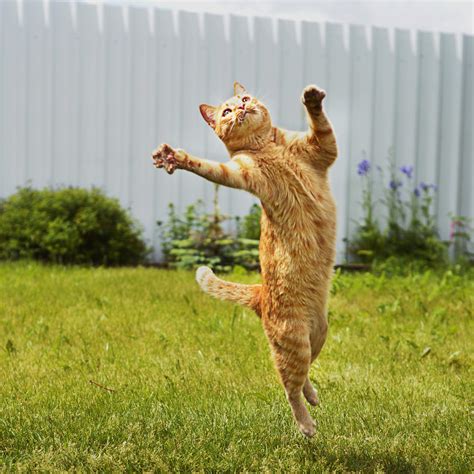 PsBattle: Cat Jumping in the Air! : r/photoshopbattles