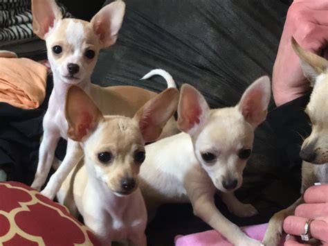 69+ Teacup Chihuahua Breeders In California Picture - Bleumoonproductions