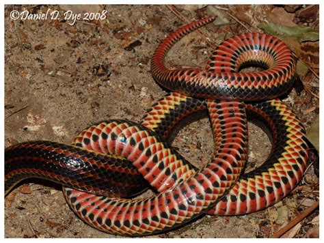 Rainbow Snake | Florida Backyard Snakes