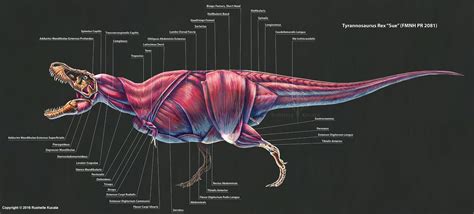 2016 Tyrannosaurus Rex Muscle Study by TheDragonofDoom.deviantart.com on… | Tyrannosaurus ...