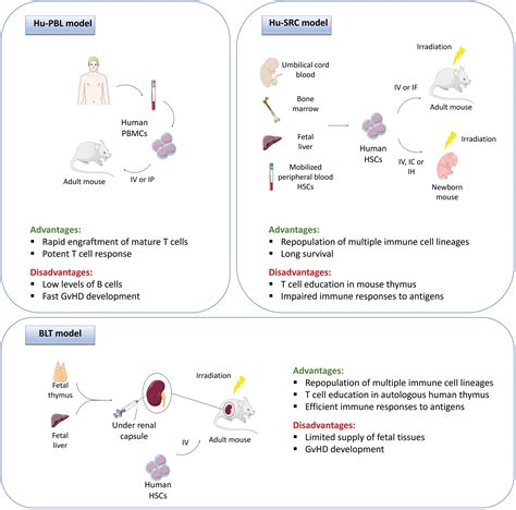 Recent Advancements and Applications of Human Immune System Mice in ...