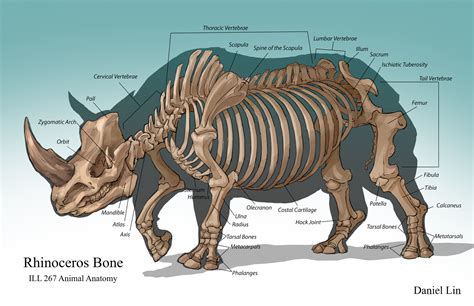 Daniel Lin (Tien Yu) - Rhino Anatomy Analysis