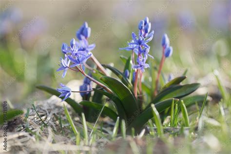 Spring flowers in meadow Stock Photo | Adobe Stock