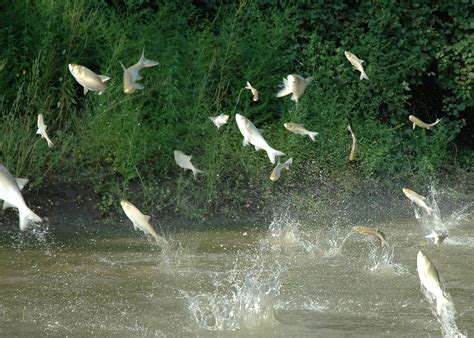 Invasive Asian carp pose double threat | Mississippi State University Extension Service