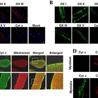 OXPHOS complexes are ectopically expressed in the sarcolemma. (A)... | Download Scientific Diagram