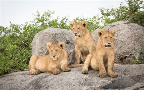 Three Lions Stock Photos, Pictures & Royalty-Free Images - iStock