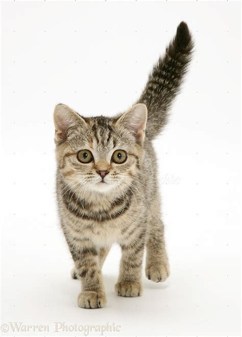 Brown spotted tabby kitten, walking forward with tail erect photo WP39758