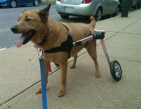 Handicapped Pets: Paralyzed Dogs Need Wheelchairs and More