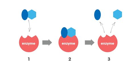 Digestive enzymes - Intoleran International