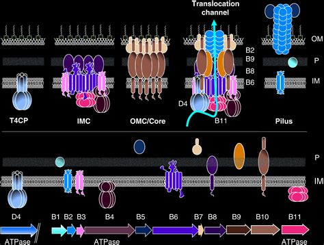 Bacterial Type 4 Secretion System – Gabriel Waksman (2018) | Natural History Nature Documentary