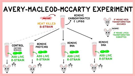 Experimento De Avery Macleod E Mccarty