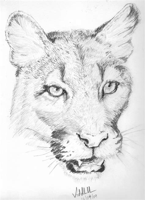 Pencil Drawings: Pencil Drawings Of Cougars