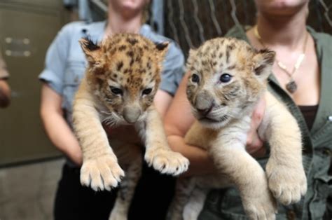 Children celebrate holiday season with a pair of liger cubs - TODAY.com