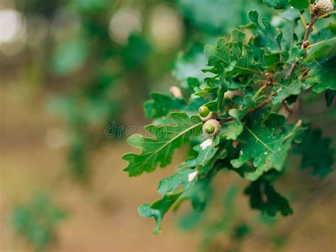 Groene Bladeren Van Eik En Eikels Op Boom Van Eik Stock Foto - Afbeelding bestaande uit growth ...