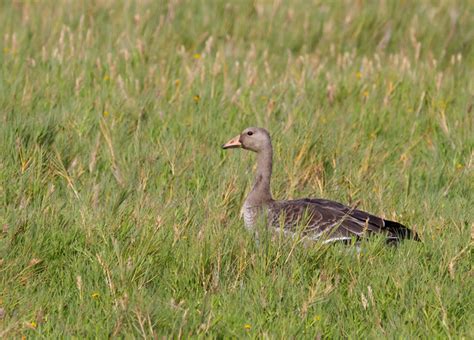 Bill Hubick Photography - Greater White-fronted Goose (Anser albifrons)