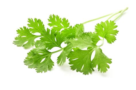 Coriander Leaves