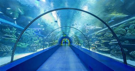 Gallery of Building Wonder: Global Aquariums Capture a Blue World - 6 ...