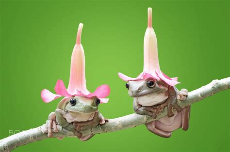 frog with hat,frog,dumpy,dumpyfrog,green,wallpaper - null | Cute frogs, Frog pictures, Funny frogs