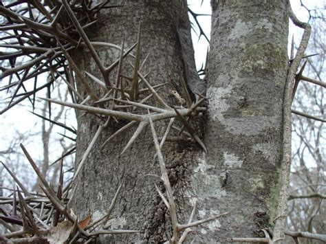 Tree of thorns: Photo by Photographer TC Wilson | Tree identification ...