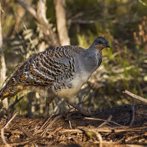 Malleefowl - Facts, Diet, Habitat & Pictures on Animalia.bio