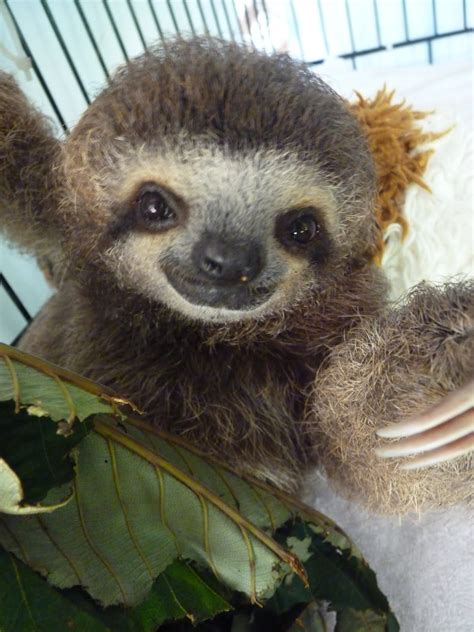 The Slow-Ass Sloth