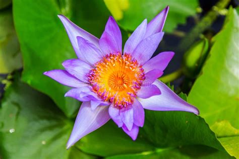 Purple Lotus or Purple Water Lily in Pond. Stock Photo - Image of green, asia: 46786360