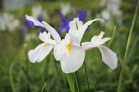 41 Different Types of Iris Flowers For Your Garden (2023)