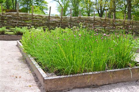 Chives Companion Plants: 10 Best Plants to Grow With Chives | UnAssaggio