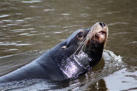 California Sea Lion Swimming Stock Photo - Image of atlantic, close: 88729422