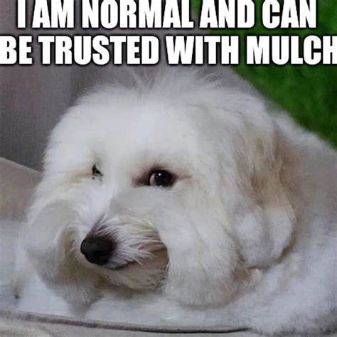 i am normal and can be trusted with mulch | Mulch Gang for Life | Know Your Meme