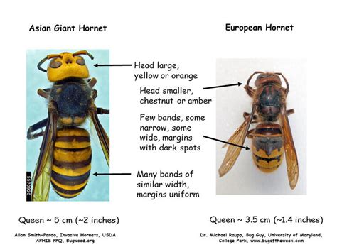 european hornet nest in tree - Hortense Corrigan