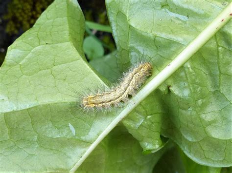 Buff ermine moth caterpillar (Spilosoma luteum), Ennis, September 2019 ...