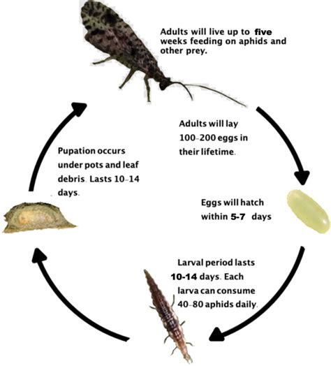 Know your Bugs – Brown Lacewing, Micromus variegatus – Full Circle Farm